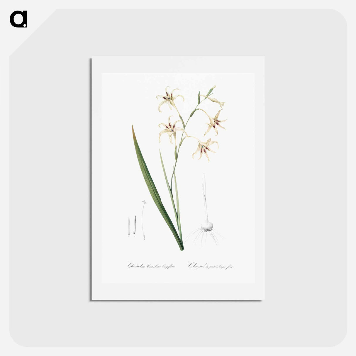 アートポストカード-Gladiolus cuspidatus illustration - ピエール ジョゼフ ルドゥーテ Postcard.