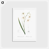 アートポストカード-Gladiolus cuspidatus illustration - ピエール ジョゼフ ルドゥーテ Postcard.