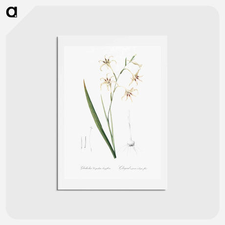 アートポストカード-Gladiolus cuspidatus illustration - ピエール ジョゼフ ルドゥーテ Postcard.
