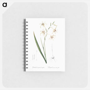 アートメモ帳-Gladiolus cuspidatus illustration - ピエール ジョゼフ ルドゥーテ Memo.