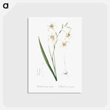 アートポストカード-Gladiolus cuspidatus illustration - ピエール ジョゼフ ルドゥーテ Postcard.