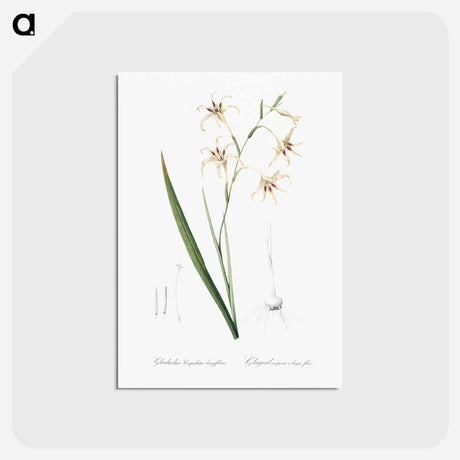アートポストカード-Gladiolus cuspidatus illustration - ピエール ジョゼフ ルドゥーテ Postcard.