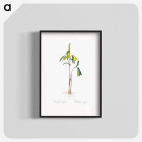 アートポスター-Uvularia perfoliata illustration from Les liliacées - ピエール ジョゼフ ルドゥーテ Poster.