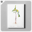 アートパネル-Uvularia perfoliata illustration from Les liliacées - ピエール ジョゼフ ルドゥーテ Canvas.