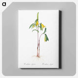 アートパネル-Uvularia perfoliata illustration from Les liliacées - ピエール ジョゼフ ルドゥーテ Canvas.