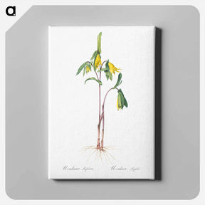 アートパネル-Uvularia perfoliata illustration from Les liliacées - ピエール ジョゼフ ルドゥーテ Canvas.