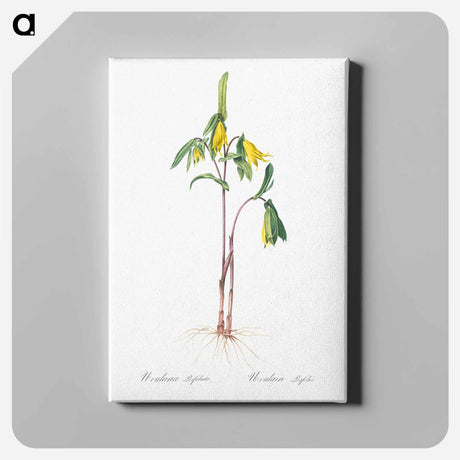 アートパネル-Uvularia perfoliata illustration from Les liliacées - ピエール ジョゼフ ルドゥーテ Canvas.