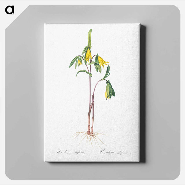 アートパネル-Uvularia perfoliata illustration from Les liliacées - ピエール ジョゼフ ルドゥーテ Canvas.