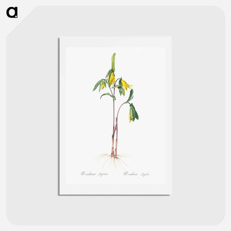 アートポストカード-Uvularia perfoliata illustration from Les liliacées - ピエール ジョゼフ ルドゥーテ Postcard.