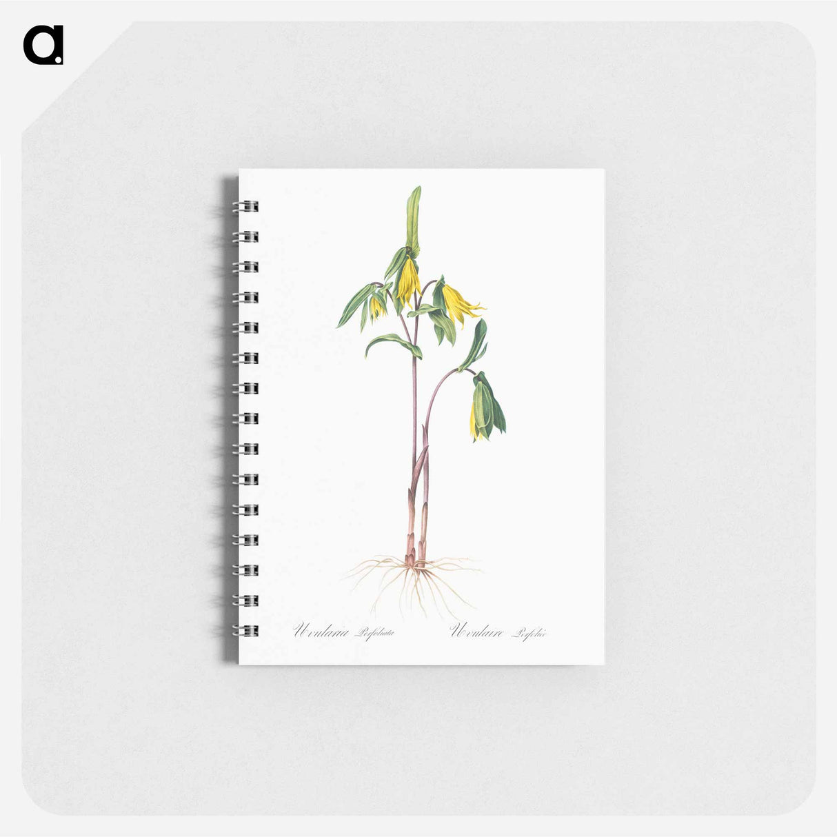 Uvularia perfoliata illustration from Les liliacées - ピエール ジョゼフ ルドゥーテ Memo.