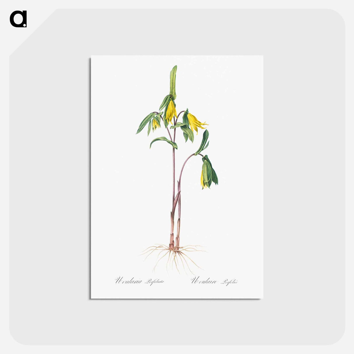 アートポストカード-Uvularia perfoliata illustration from Les liliacées - ピエール ジョゼフ ルドゥーテ Postcard.