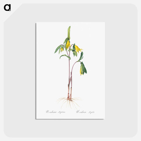 アートポストカード-Uvularia perfoliata illustration from Les liliacées - ピエール ジョゼフ ルドゥーテ Postcard.