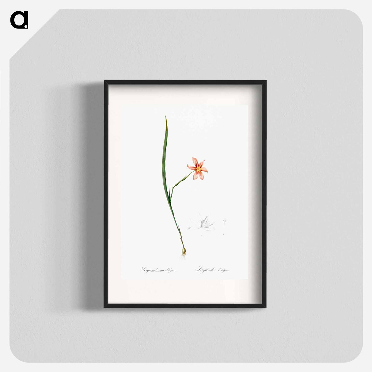 Sisyrinchium elegans - Pierre Joseph Redouté Poster.