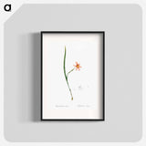 Sisyrinchium elegans - Pierre Joseph Redouté Poster.