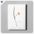 アートパネル-Sisyrinchium elegans - ピエール ジョゼフ ルドゥーテ Canvas.