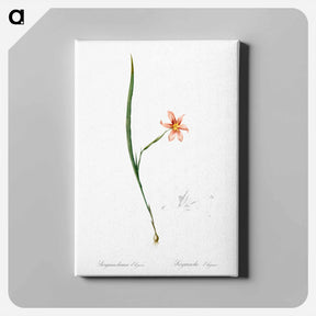 アートパネル-Sisyrinchium elegans - ピエール ジョゼフ ルドゥーテ Canvas.