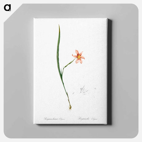 アートパネル-Sisyrinchium elegans - ピエール ジョゼフ ルドゥーテ Canvas.