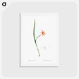 アートポストカード-Sisyrinchium elegans - ピエール ジョゼフ ルドゥーテ Postcard.