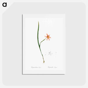 アートポストカード-Sisyrinchium elegans - ピエール ジョゼフ ルドゥーテ Postcard.