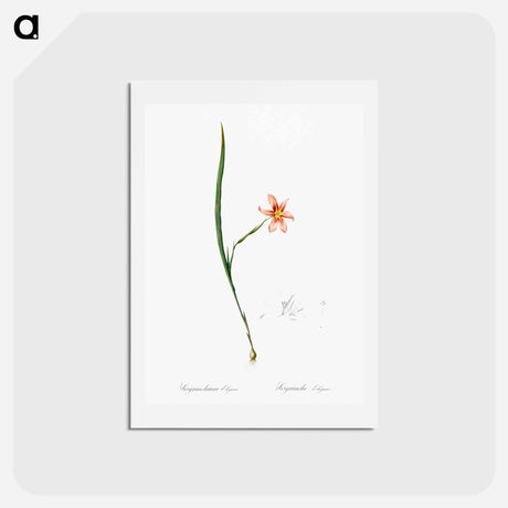 アートポストカード-Sisyrinchium elegans - ピエール ジョゼフ ルドゥーテ Postcard.