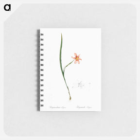アートメモ帳-Sisyrinchium elegans - ピエール ジョゼフ ルドゥーテ Memo.