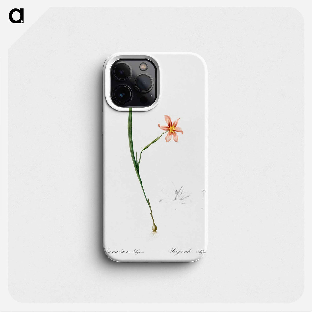 Sisyrinchium elegans - ピエール ジョゼフ ルドゥーテ Phone Case.