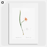 Sisyrinchium elegans - Pierre Joseph Redouté Poster.
