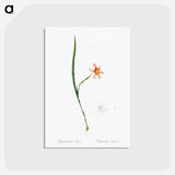アートポストカード-Sisyrinchium elegans - ピエール ジョゼフ ルドゥーテ Postcard.