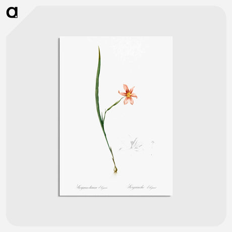 アートポストカード-Sisyrinchium elegans - ピエール ジョゼフ ルドゥーテ Postcard.