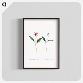 アートポスター-Erythronium - ピエール ジョゼフ ルドゥーテ Poster.
