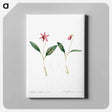 アートパネル-Erythronium - ピエール ジョゼフ ルドゥーテ Canvas.