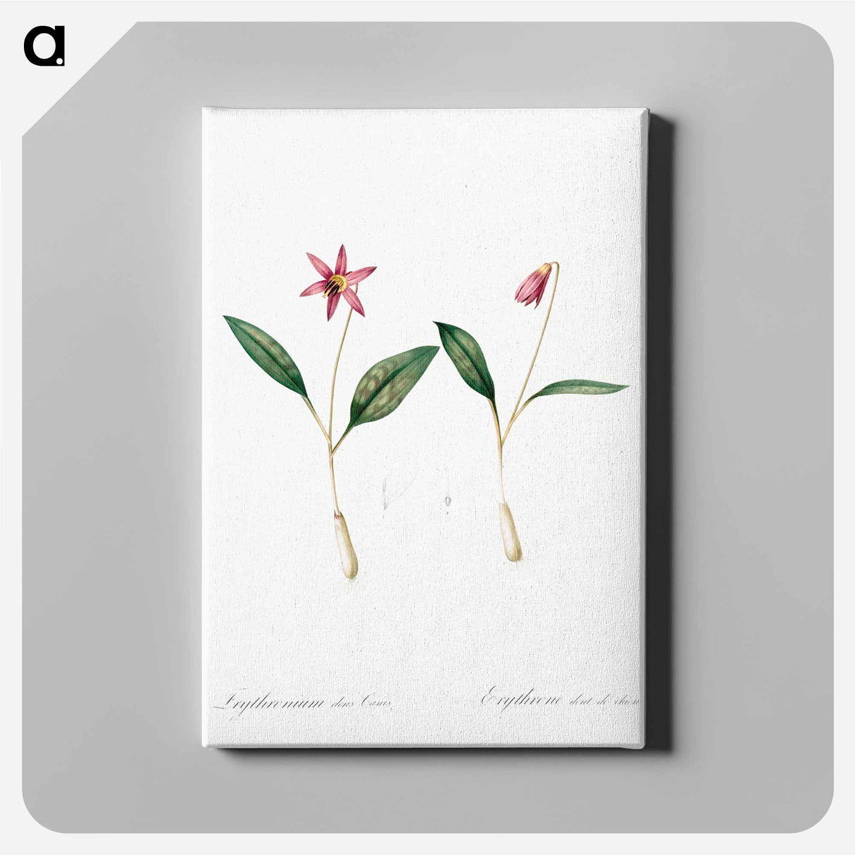 アートパネル-Erythronium - ピエール ジョゼフ ルドゥーテ Canvas.