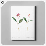 アートパネル-Erythronium - ピエール ジョゼフ ルドゥーテ Canvas.