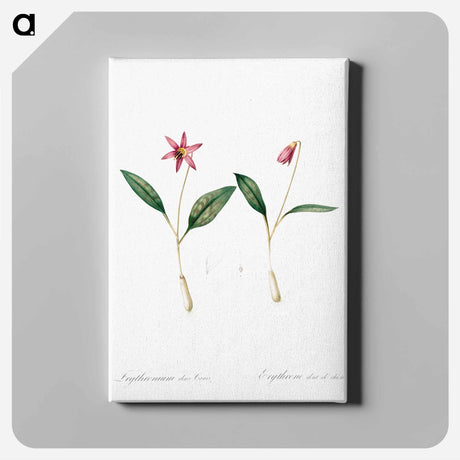 アートパネル-Erythronium - ピエール ジョゼフ ルドゥーテ Canvas.