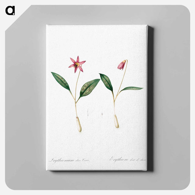 アートパネル-Erythronium - ピエール ジョゼフ ルドゥーテ Canvas.