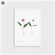 アートポストカード-Erythronium - ピエール ジョゼフ ルドゥーテ Postcard.