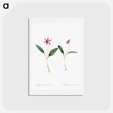 アートポストカード-Erythronium - ピエール ジョゼフ ルドゥーテ Postcard.