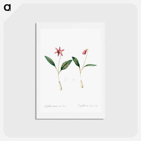 アートポストカード-Erythronium - ピエール ジョゼフ ルドゥーテ Postcard.