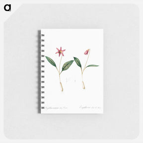 アートメモ帳-Erythronium - ピエール ジョゼフ ルドゥーテ Memo.