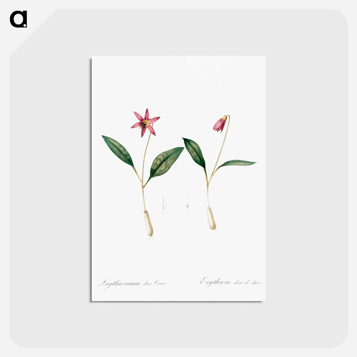アートポストカード-Erythronium - ピエール ジョゼフ ルドゥーテ Postcard.