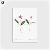 アートポストカード-Erythronium - ピエール ジョゼフ ルドゥーテ Postcard.