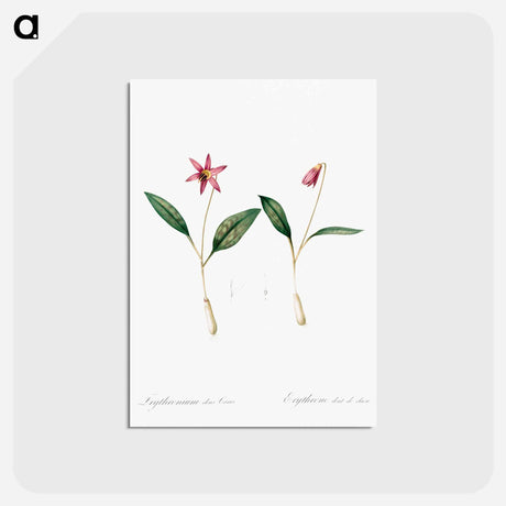 アートポストカード-Erythronium - ピエール ジョゼフ ルドゥーテ Postcard.