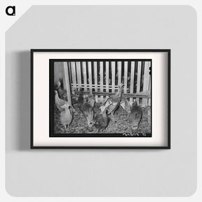 アートポスター-Turkeys in Pen
 - ラッセル リー Poster.