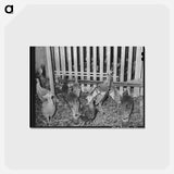 アートポストカード-Turkeys in Pen
 - ラッセル リー Postcard.