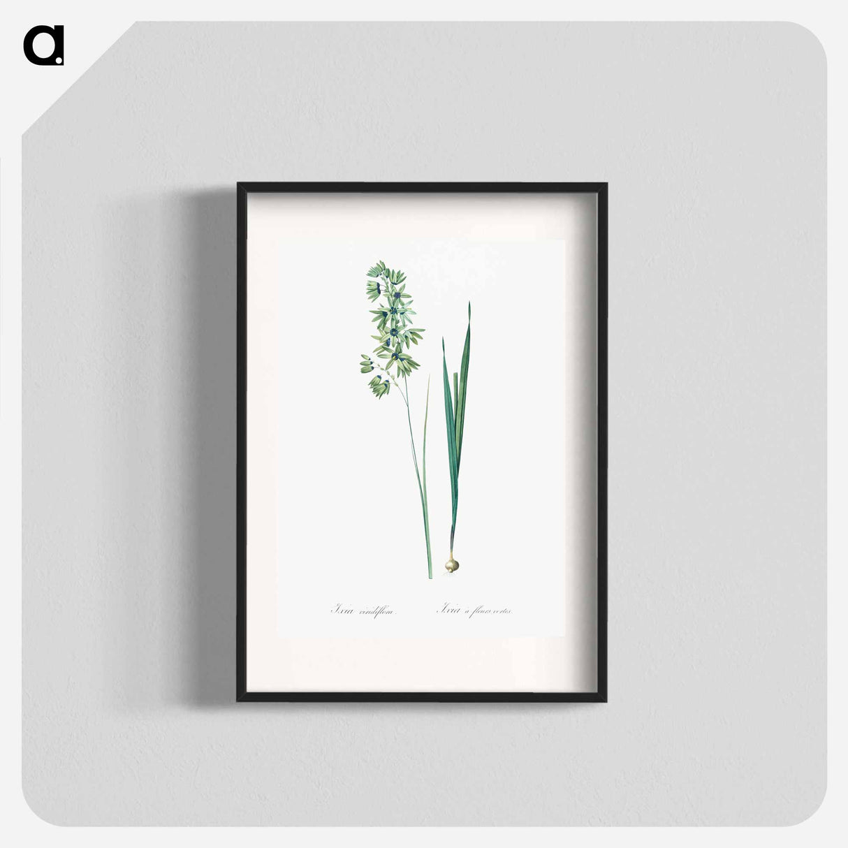 Turquoise ixia illustration - Pierre Joseph Redouté Poster.