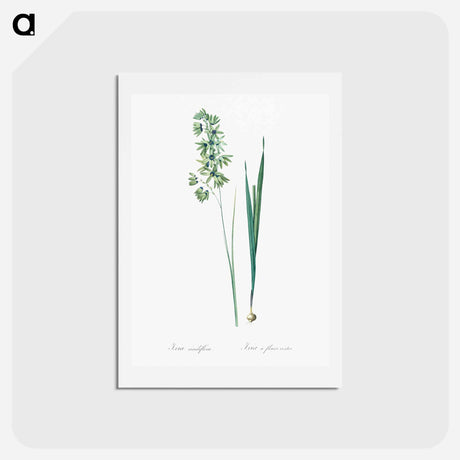 アートポストカード-Turquoise ixia illustration - ピエール ジョゼフ ルドゥーテ Postcard.