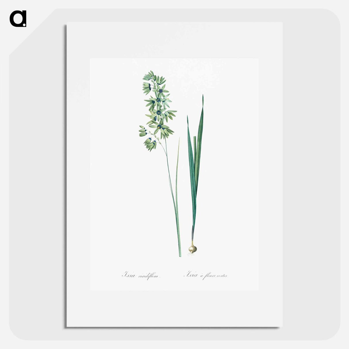 Turquoise ixia illustration - Pierre Joseph Redouté Poster.