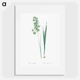 Turquoise ixia illustration - Pierre Joseph Redouté Poster.