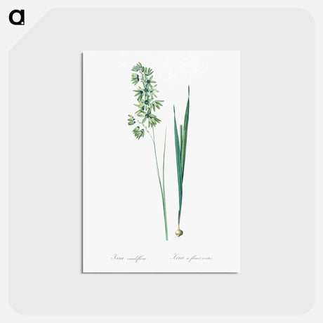 アートポストカード-Turquoise ixia illustration - ピエール ジョゼフ ルドゥーテ Postcard.