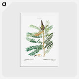 アートポストカード-False indigo bush - ピエール ジョゼフ ルドゥーテ Postcard.